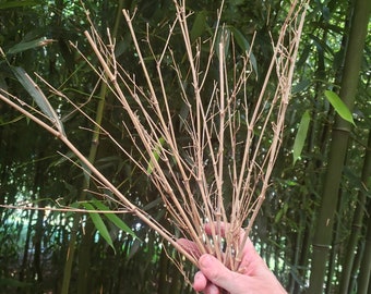 natural bamboo twigs, vivarium or dark water aquarium sticks, snakes, lizards, insects, spiders, geckos, chameleons, fish and more USA