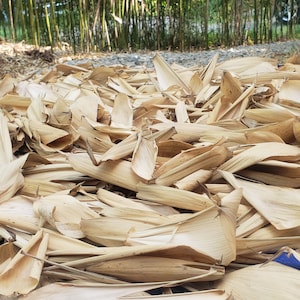 May include: A pile of dried, light brown bamboo leaves. The leaves are arranged in a random pattern and are mostly flat, with some curled up at the edges.