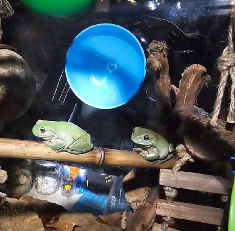 Op de afbeelding: Twee groene boomkikkers zitten op een bamboestok in een terrarium. Een blauwe kom is zichtbaar op de achtergrond.