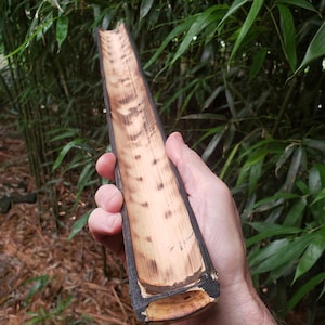 May include: A hollowed-out section of bamboo with a dark brown exterior and a light brown interior. The bamboo is held in a person's hand.
