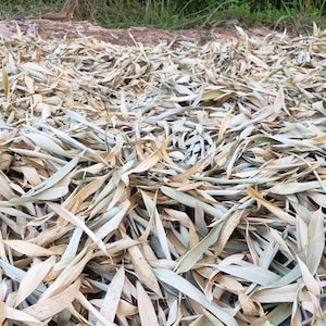 bamboo leaves substrate bedding, superior vivarium terrarium or black water bioactive botanical aquarium natural leaf, zen USA organic grown