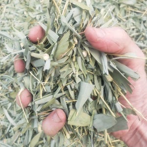May include: A handful of dried, chopped, green leafy herbs. The herbs are light green and have a slightly brown hue. The herbs are in a person's hand.