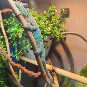 Op de afbeelding: Een levendige blauwe en groene kameleon die op een bruine tak zit in een terrarium. De kameleon heeft een opvallend oranje oog en is omringd door weelderig groen gebladerte.