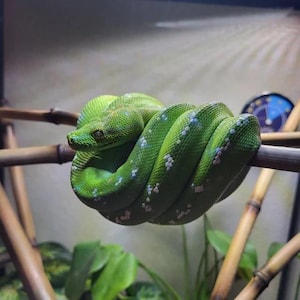 Op de afbeelding: Een groene boompython met witte vlekken is om een tak gekruld. De slang bevindt zich in een opgerolde positie, met zijn kop op de tak.