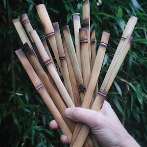Natural bamboo strips for vivarium tank cage 10 " DIY background decor, pump cover. Snakes, lizards, geckos, frogs, chameleons. 20 piece