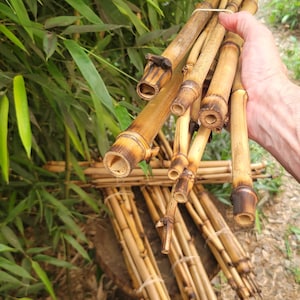 natural bamboo sticks for vivarium tank cage reptile climbing decor, snakes, lizards, geckos, frogs, chameleons, birds and insect pets, USA afbeelding 3