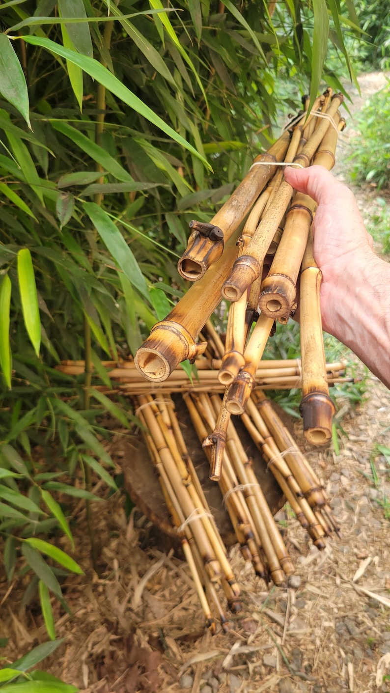 natural bamboo sticks for vivarium tank cage reptile climbing decor, snakes, lizards, geckos, frogs, chameleons, birds and insect pets, USA afbeelding 3