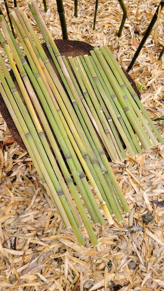 chinese paper fishes on bamboo poles 24 Bamboo Strips for Chinese & Japanese Paper Fish Lanterns, DIY Bendable  Craft Sticks, Organic Natural Handmade in USA for Cool Zen Art