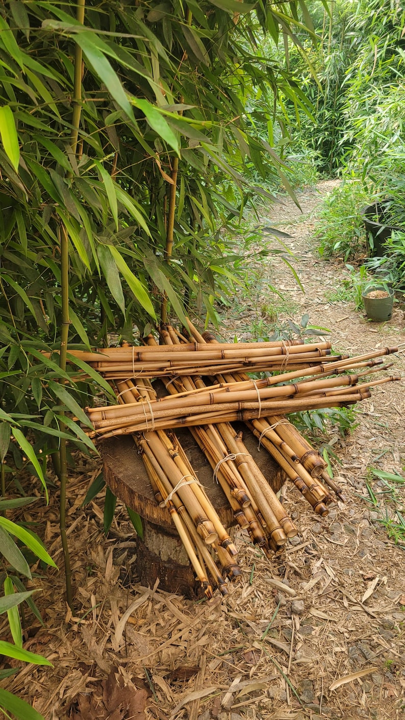 natural bamboo sticks for vivarium tank cage reptile climbing decor, snakes, lizards, geckos, frogs, chameleons, birds and insect pets, USA afbeelding 2