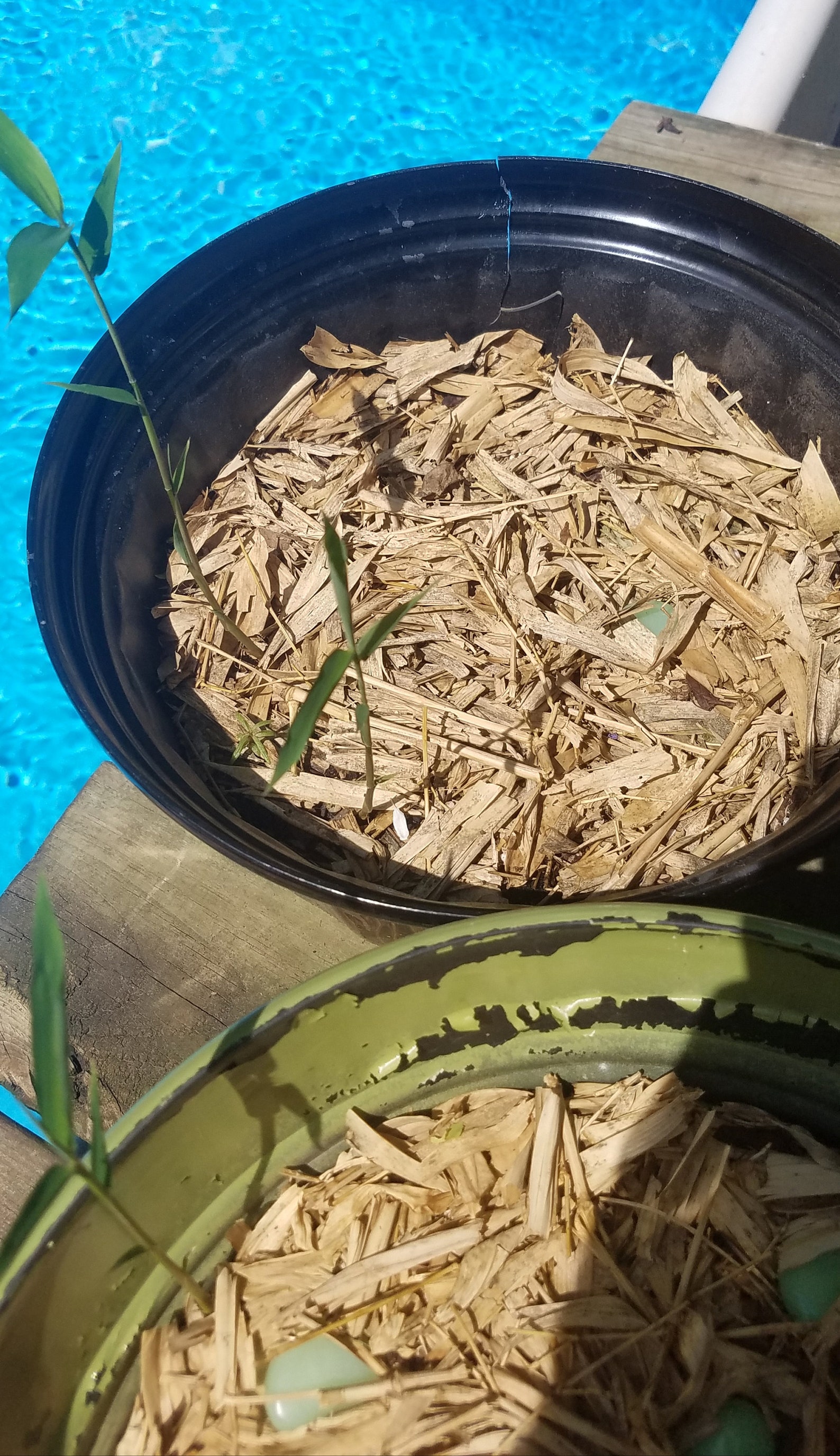 Bamboo mulch superior garden container and potted plants top Etsy