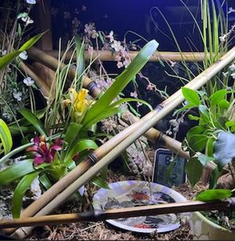 natural bamboo sticks for vivarium tank cage reptile climbing decor, snakes, lizards, geckos, frogs, chameleons, birds and insect pets, USA afbeelding 14