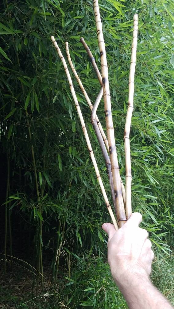 5 palos de bambú orgánicos decorativos currated relleno de | Etsy