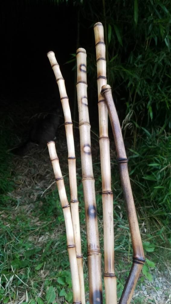 5 palos de bambú orgánicos decorativos currated relleno de | Etsy