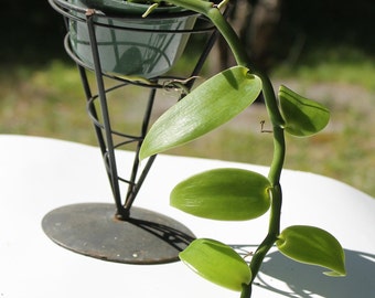 VANILLA ORCHID  1 vine in 4" pot   Free Shipping
