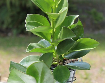 HOYA PACHYCLADA Fragrant houseplant Free Shipping