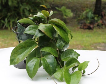 Hoya Surigaoensis  FRAGRANT houseplant in 4" pot Free Shipping