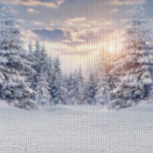 Winter Forest Digital Backdrop, Winter Forest Digital Backdrop