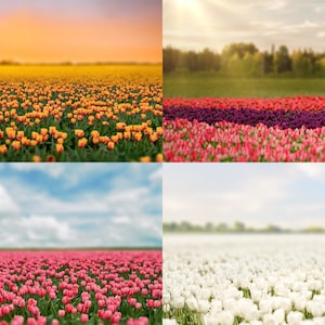 Spring Tulip Field (Set of 4) Digital Backdrops, Tulip Field (Set of 4 Digital) Backgrounds