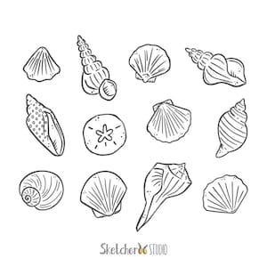 May include: A collection of 12 black and white hand-drawn illustrations of seashells. The illustrations include various shapes and sizes of seashells, including scallop shells, conch shells, and sand dollars.