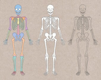 Skeleton clipart • 3 hand drawn digital images • png, halloween, skeleton, anatomy, line art