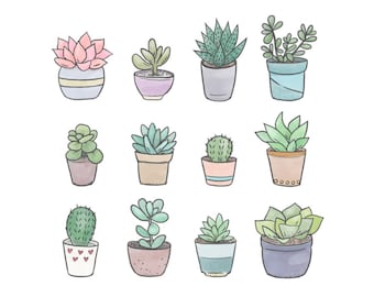 Succulents clipart • 12 hand drawn digital images • png, cactus, succulent, doodle