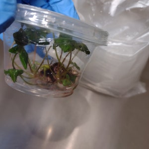 Plant tissue culture containers, cups, sterile (20 cups and 20 lids)