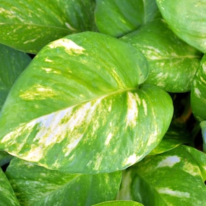 Talee di Pothos, Epipremmum aureum, talee non radicate con 2-3 nodi