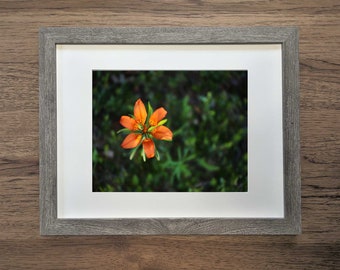 Bloom Fine Art Print 8"x10" 11"x14" - Orange Tiger Lily Michigan Floral Flower Forest Wall Art