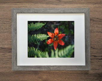 Radiance Fine Art Print 8"x10" 11"x14" - Orange Tiger Lily Ferns Michigan Floral Flower Forest Wall Art