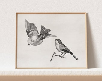 Vintage Bird Sketch | Antique Farmhouse Art Print | Digital Printable #189