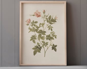 Vintage Pink Rose Print: Botanical Floral Wall Art