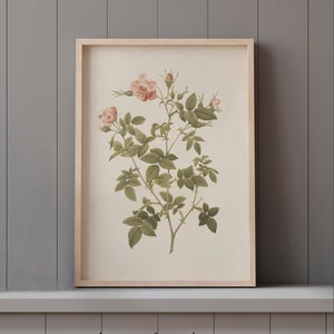 Vintage Floral Print | Pink Roses|  Botanical Wall Art | MAILED ART PRINT #58
