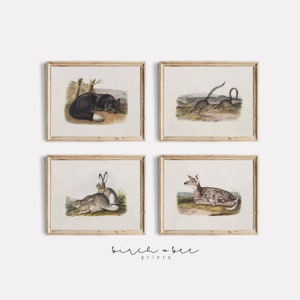 May include: Set of four framed vintage illustrations of animals. The illustrations are in a muted color palette and feature a fox, a deer, a rabbit, and a lizard. The frames are a light wood color.