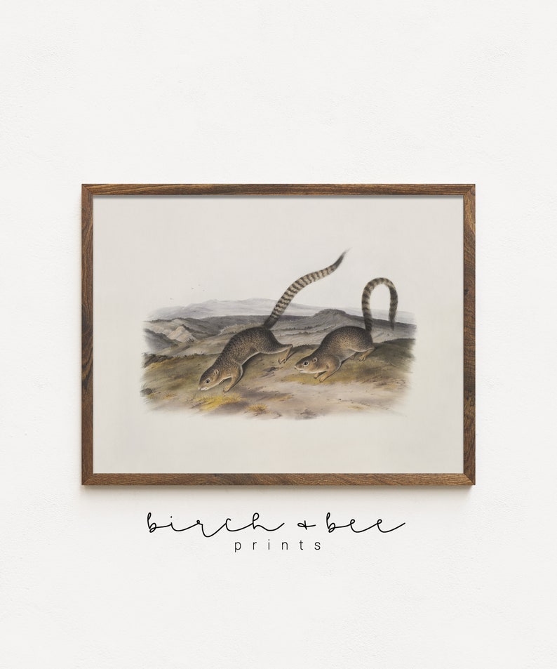 May include: A vintage illustration of two brown and white striped squirrels running through a grassy landscape. The squirrels are facing different directions and have bushy tails. The illustration is framed in a brown wood frame.