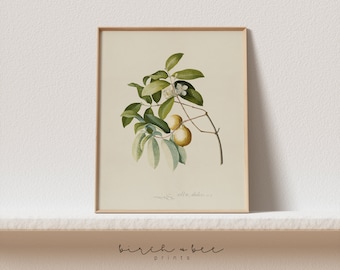 Vintage Botanischer Druck | Ast Wand Kunst | Digital Printable #183