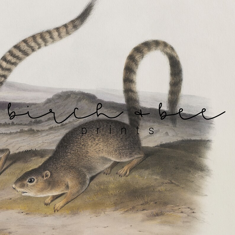 May include: A vintage illustration of a ground squirrel with a bushy tail. The squirrel is brown and gray with a white belly. The illustration is on a white background with the text "birch + bee prints" in black.