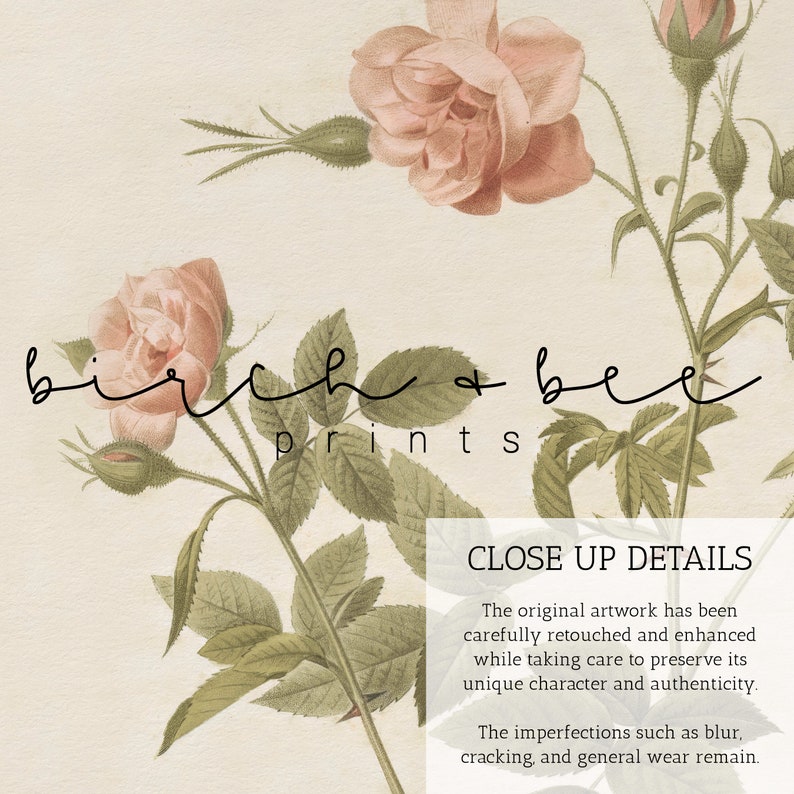 May include: A vintage botanical illustration of pink roses with green leaves and stems. The image has the text "birch + bee prints" at the bottom. The text "CLOSE UP DETAILS" is at the top of the image, followed by a description of the artwork's details.
