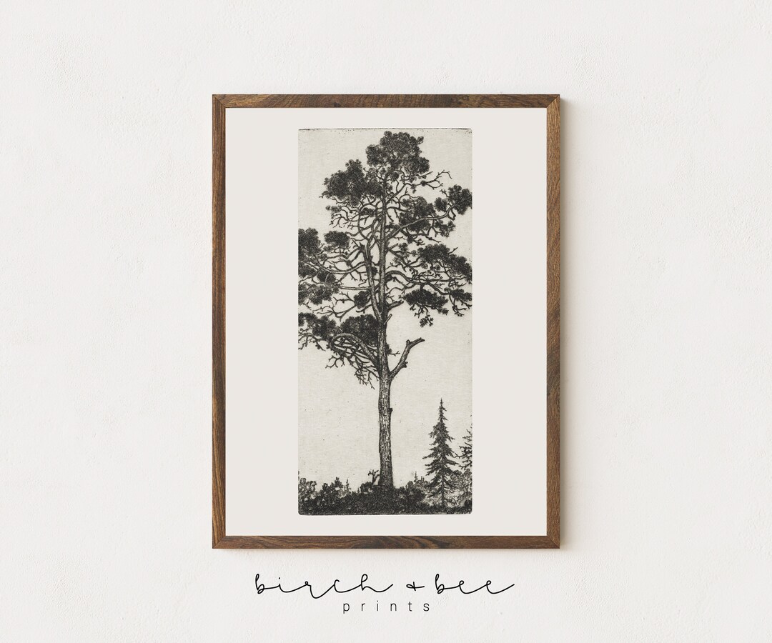 Vintage Tannenbaum Radierung Minimalistische BaumSkizze Etsy.de