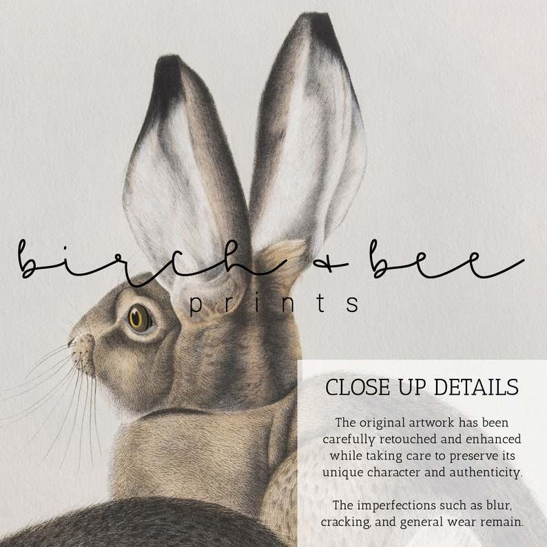 May include: A close-up of a detailed illustration of a jackrabbit with large ears. The illustration is in shades of brown and gray. The text "birch + bee prints" is at the top of the image. The text "CLOSE UP DETAILS" is at the bottom of the image, followed by a description of the artwork.