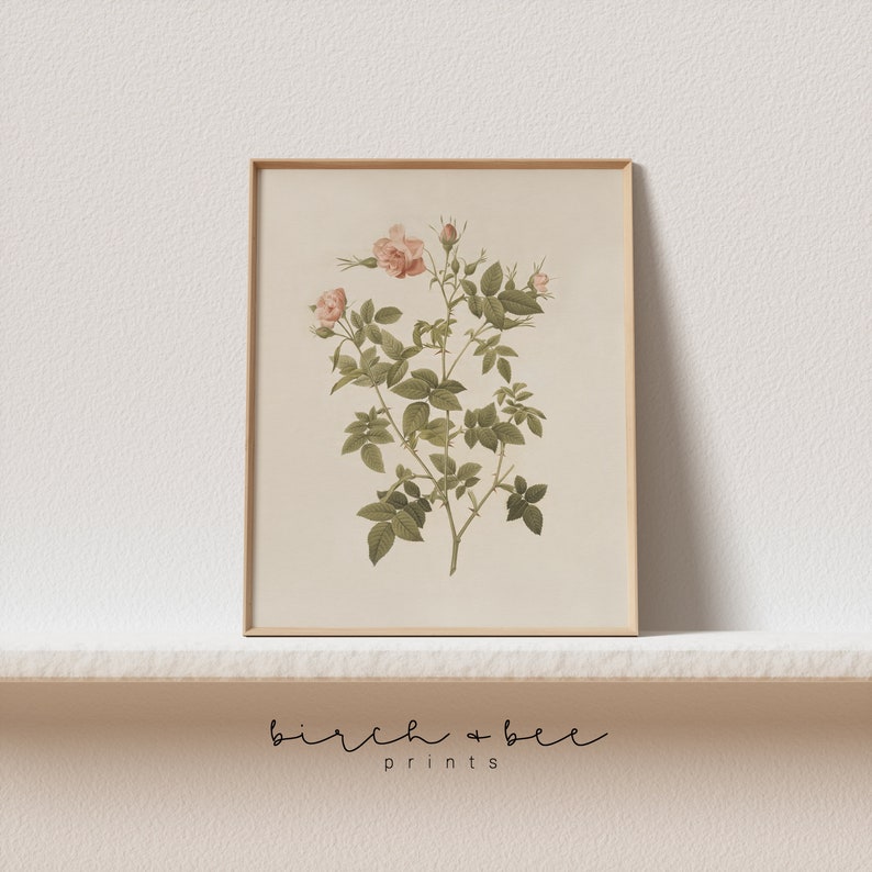 May include: A framed botanical illustration of a pink rose with green leaves and stems. The print is on a cream background and has a gold frame.