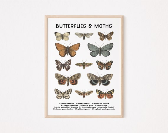 Butterfly Chart For Kids