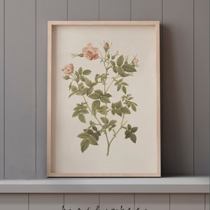 May include: A vintage botanical illustration of a pink rose with green leaves and thorns. The image is framed in a light wood frame and has the text "birch + bee prints" at the bottom.