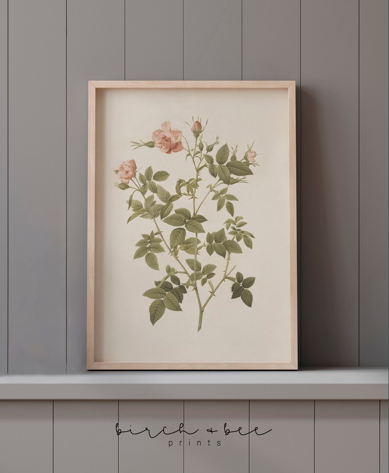 May include: A vintage botanical illustration of a pink rose with green leaves and thorns. The image is framed in a light wood frame and has the text "birch + bee prints" at the bottom.