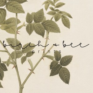 May include: A botanical illustration of a green rose bush with thorns and leaves. The text "birch + bee prints" is written below the image.