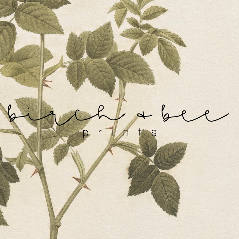 May include: A botanical illustration of a green rose bush with thorns and leaves. The text "birch + bee prints" is written below the image.