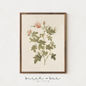 May include: A vintage botanical illustration of a pink rose with green leaves and stems. The image is framed in a brown wood frame.