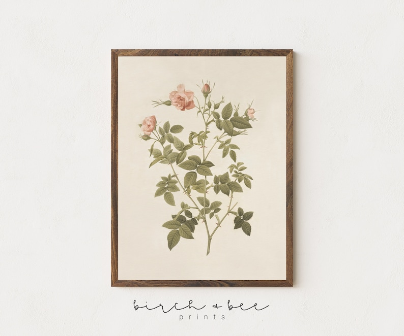 May include: A vintage botanical illustration of a pink rose with green leaves and stems. The image is framed in a brown wood frame.