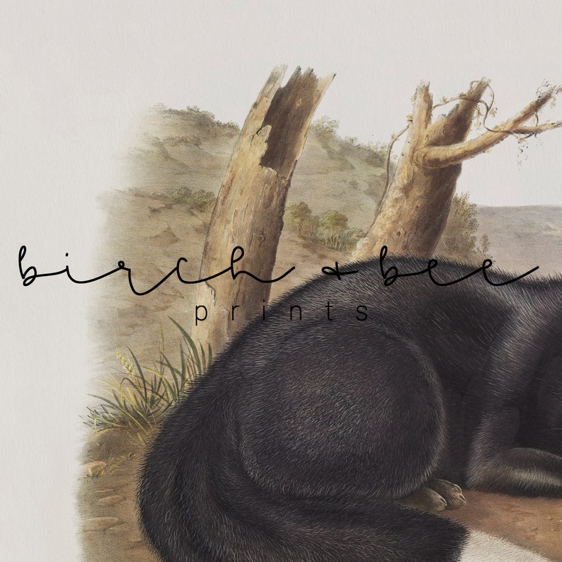 May include: A vintage illustration of a black wolf lying down in a grassy field. The wolf is facing the right side of the image. The background features a brown, rocky landscape with two trees. The text "birch + bee prints" is visible in the lower left corner of the image.