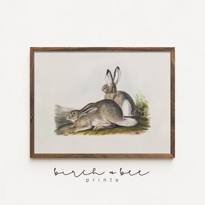 May include: A vintage illustration of two white-tailed jackrabbits, one sitting behind the other, on a rocky outcrop with green foliage. The illustration is in a brown wooden frame.