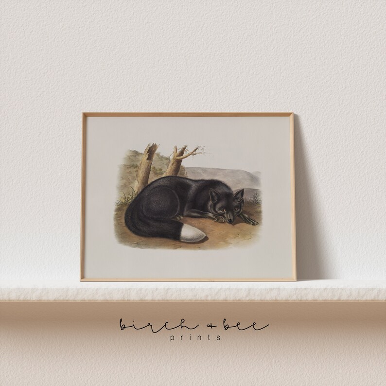 May include: A vintage illustration of a black fox with a white tipped tail, lying down in a grassy area with two trees in the background.